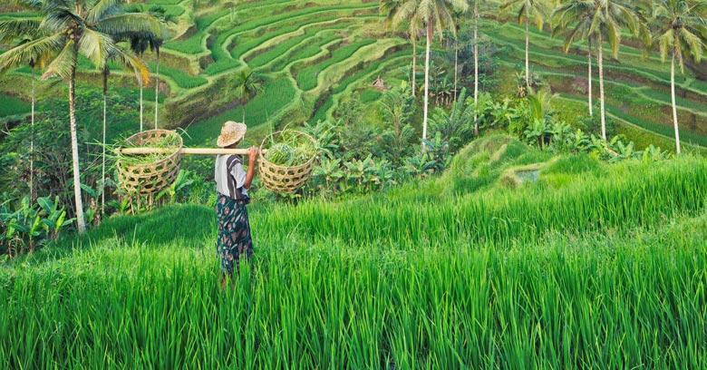 Indonesia Kicks Off National Food Project to Tackle Possible Crisis